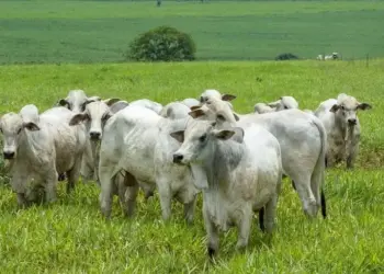 Com escalas de abate mais curtas, preço do boi gordo reage e sobe em várias regiões do país
