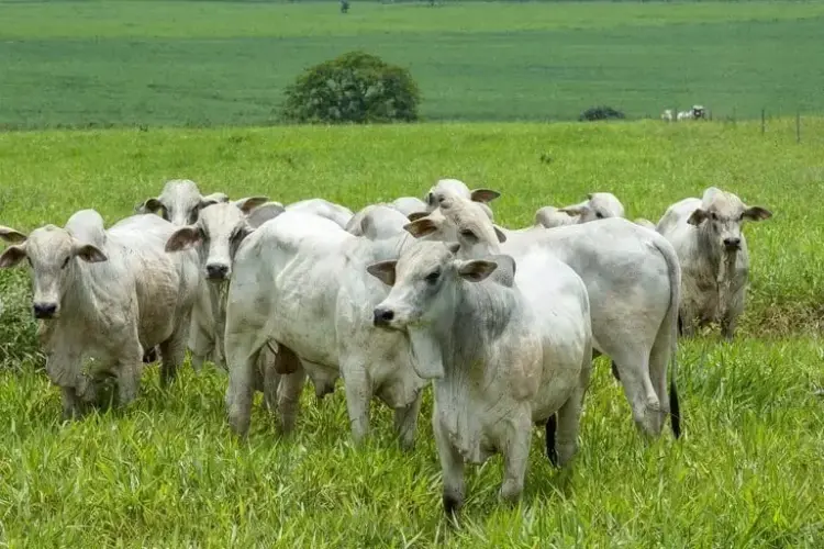 Com escalas de abate mais curtas, preço do boi gordo reage e sobe em várias regiões do país