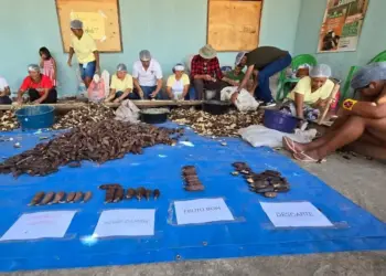 Farinhada de Jatobá em Caseara fortalece a cadeia do fruto e valoriza saberes tradicionais do Cerrado