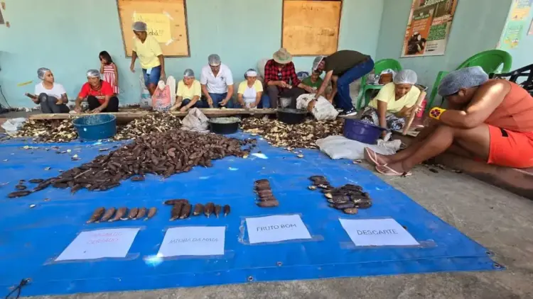 Farinhada de Jatobá em Caseara fortalece a cadeia do fruto e valoriza saberes tradicionais do Cerrado
