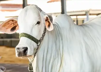 Oferta restrita de animais mantém preços do boi em alta e reforça cenário de valorização no mercado pecuário