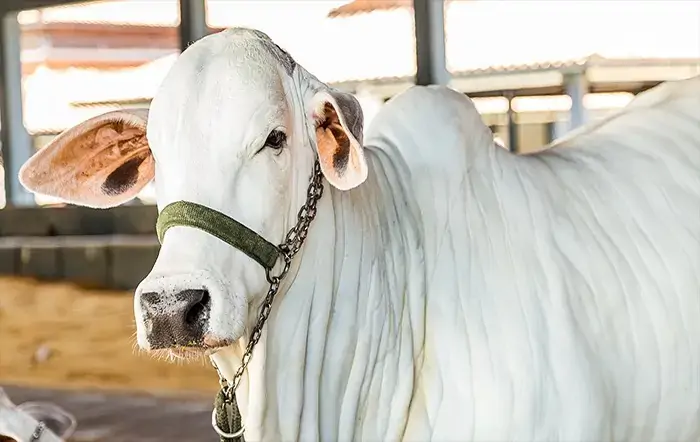 Oferta restrita de animais mantém preços do boi em alta e reforça cenário de valorização no mercado pecuário