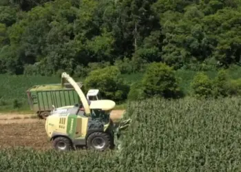 Saiba o tempo ideal de fermentação da silagem antes de servir ao rebanho