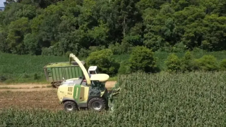 Saiba o tempo ideal de fermentação da silagem antes de servir ao rebanho