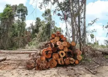 Tocantins é destaque na redução do Desmatamento na Amazônia Legal