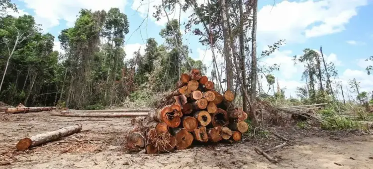 Tocantins é destaque na redução do Desmatamento na Amazônia Legal