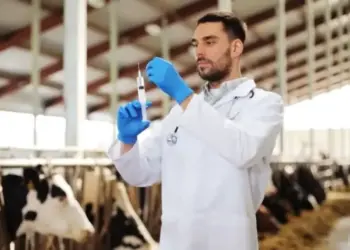 Você sabe o que é período de carência? Entenda como ele afeta a qualidade da carne