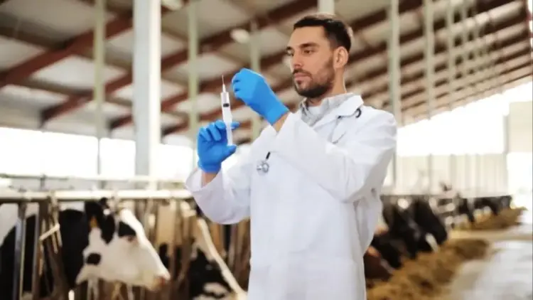 Você sabe o que é período de carência? Entenda como ele afeta a qualidade da carne