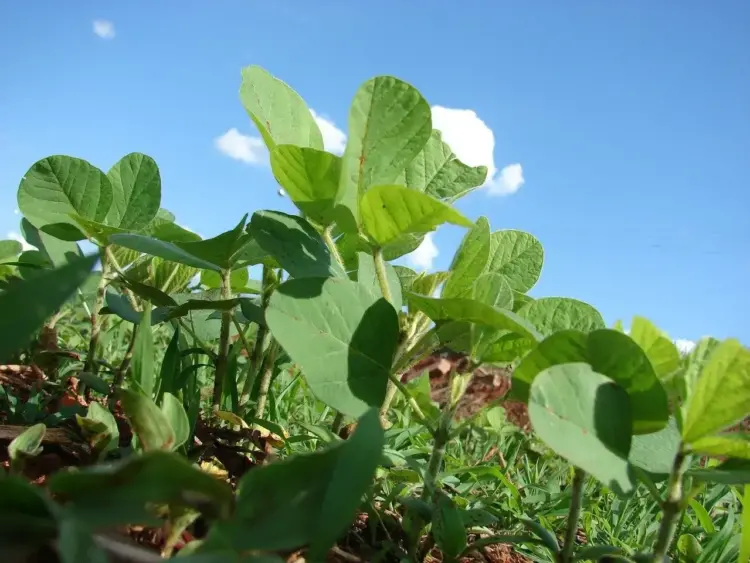 Mato Grosso ultrapassa 60% da semeadura de soja e lidera ritmo de plantio no Brasil; Tocantins atingiu 7%