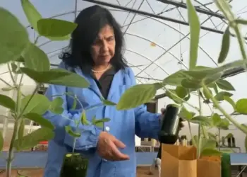 Pesquisadora da Embrapa Soja é premiada com o World Food Prize, o “Nobel da alimentação”