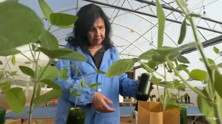 Pesquisadora da Embrapa Soja é premiada com o World Food Prize, o “Nobel da alimentação”