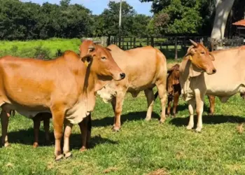 Embrapa lança calendário para orientar o produtor na estação de monta