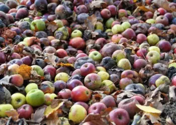Nova estratégia da Embrapa busca diminuir desperdício de alimentos no país