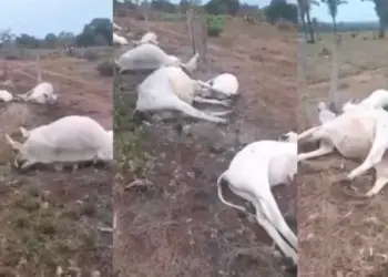 Raio atinge propriedade rural em Filadélfia e mata 11 bovinos em região que sofreu tragédia recente com pescadores