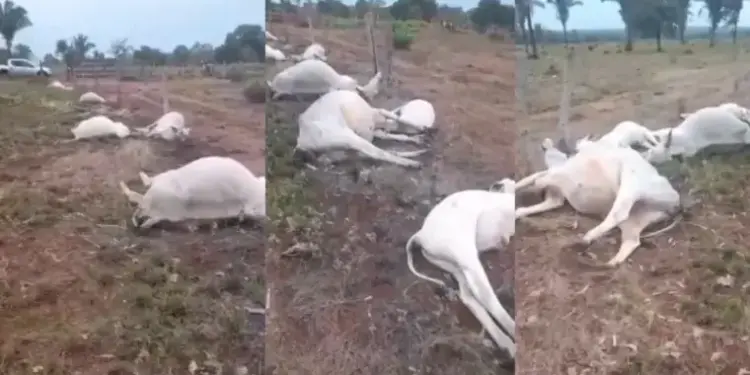 Raio atinge propriedade rural em Filadélfia e mata 11 bovinos em região que sofreu tragédia recente com pescadores