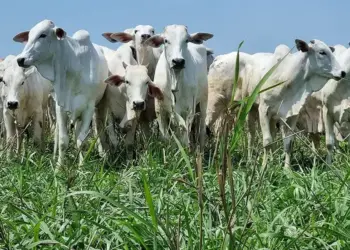 Preços do boi gordo: veja como as cotações da arroba iniciaram outubro