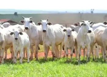 Exportações dão suporte à estabilidade dos preços do boi gordo no Brasil