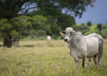 Semana começa com valorização do boi gordo em praças brasileiras
