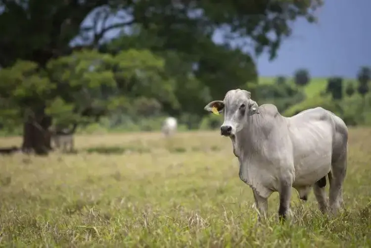 Semana começa com valorização do boi gordo em praças brasileiras