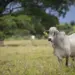 Semana começa com valorização do boi gordo em praças brasileiras
