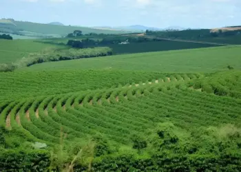 Produtores de café apostam nas próximas chuvas para salvar o potencial da safra