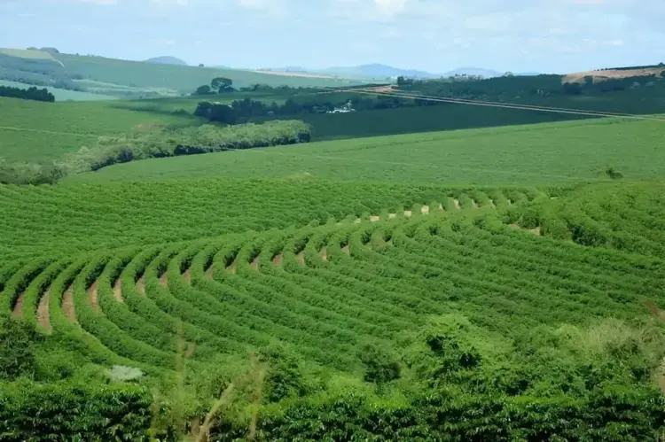 Produtores de café apostam nas próximas chuvas para salvar o potencial da safra