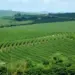 Produtores de café apostam nas próximas chuvas para salvar o potencial da safra