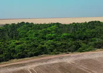 Fazenda de mais de 20 mil hectares aposta na economia circular como estratégia