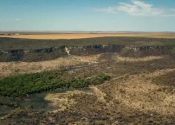 Região da Matopiba registra quase 39% de perda da vegetação do Cerrado em 40 anos