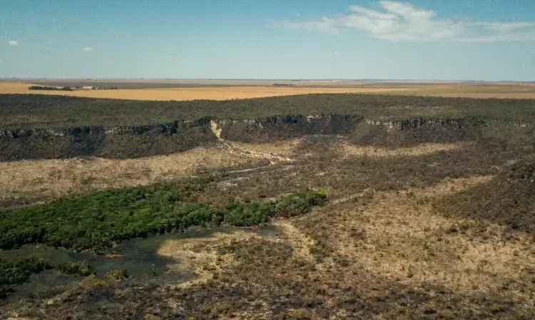 Região da Matopiba registra quase 39% de perda da vegetação do Cerrado em 40 anos