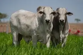 Sebrae participa do 2º Dia de Campo Nelore Cedro em Paraíso do Tocantins