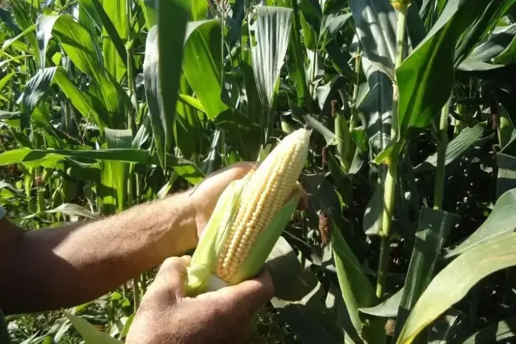 Comissão debate plano de desenvolvimento para região conhecida como Matopiba