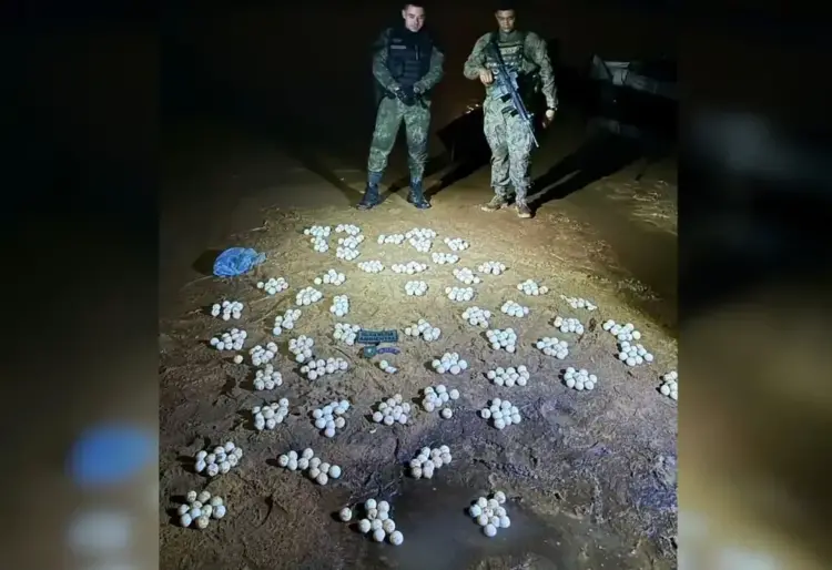 Mais de 500 ovos e tartarugas são resgatados durante fiscalização no Rio Araguaia