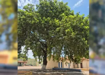 Padre tenta derrubar pé de pequi e é impedido por moradores em cidade do Tocantins