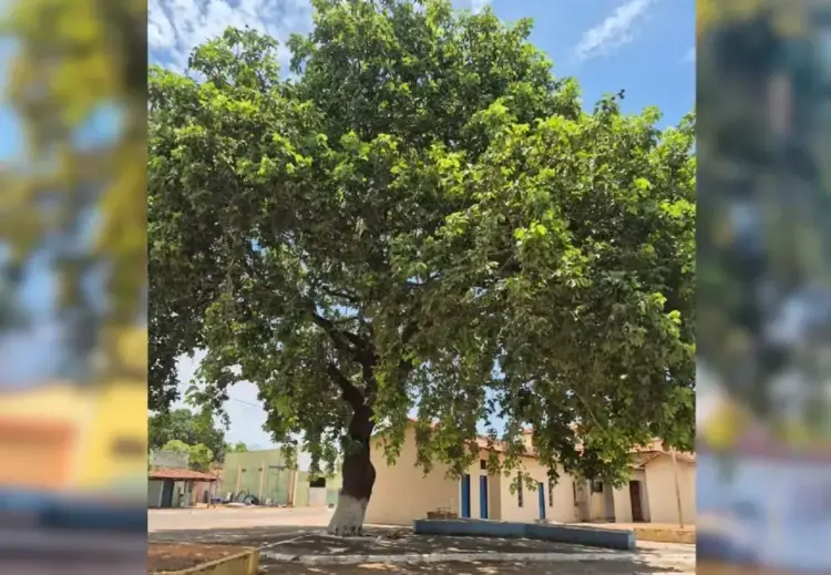 Padre tenta derrubar pé de pequi e é impedido por moradores em cidade do Tocantins