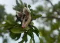 Mucuras aparecem com mais frequência nas cidades do Tocantins durante as chuvas; saiba mais sobre o animal