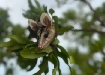 Mucuras aparecem com mais frequência nas cidades do Tocantins durante as chuvas; saiba mais sobre o animal