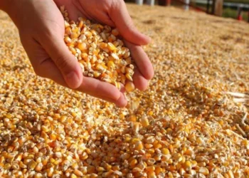 Tocantins comercializa 64% da safrinha de milho 2025 e mantém ritmo moderado de vendas