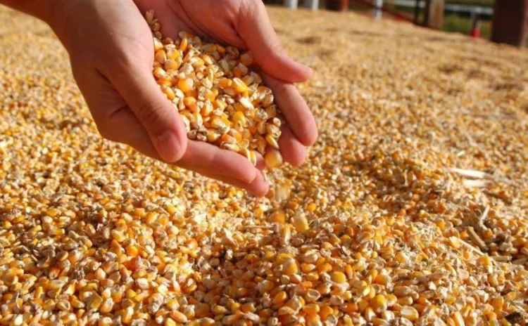 Tocantins comercializa 64% da safrinha de milho 2025 e mantém ritmo moderado de vendas