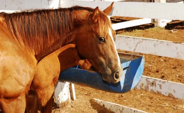 Adapec oferta curso de resenha e legislação de equídeos com vagas abertas em Palmas