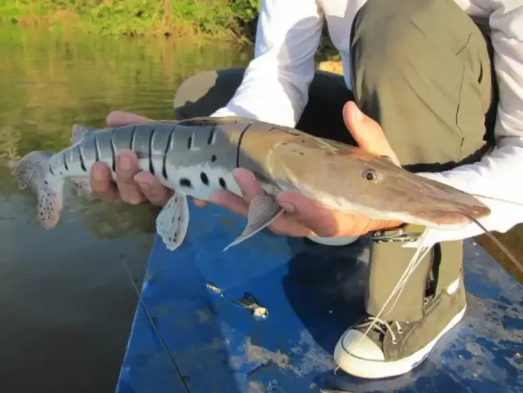 Homem é autuado em R$ 3 mil por pesca irregular durante a piracema no Tocantins