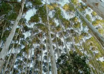 Tocantins avança na criação da Câmara Setorial de Florestas Plantadas e consolida 100 mil hectares de área produtiva