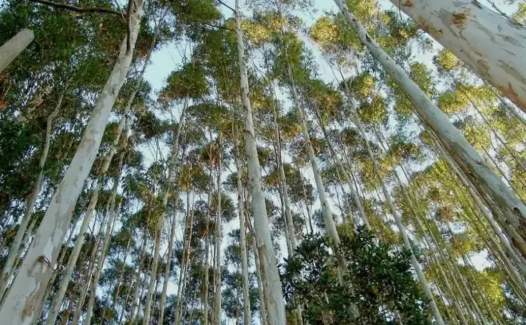 Tocantins avança na criação da Câmara Setorial de Florestas Plantadas e consolida 100 mil hectares de área produtiva