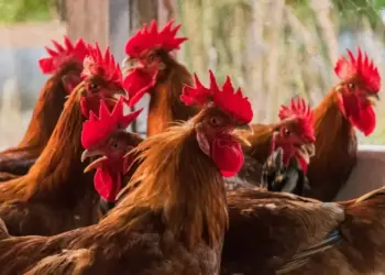 Tocantins inicia monitoramento para comprovar ausência de Influenza Aviária e Doença de Newcastle