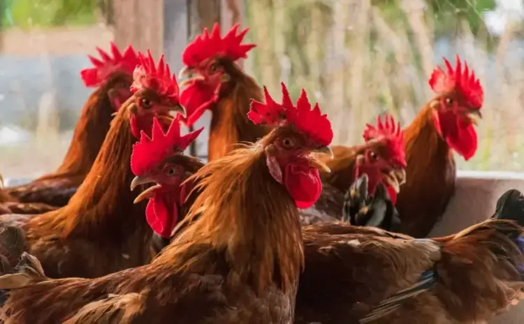 Tocantins inicia monitoramento para comprovar ausência de Influenza Aviária e Doença de Newcastle