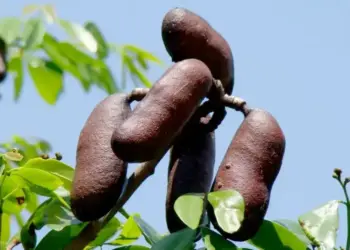 Mateiros celebra o 1º Festival do Jatobá, valorizando cultura e sabores do Cerrado