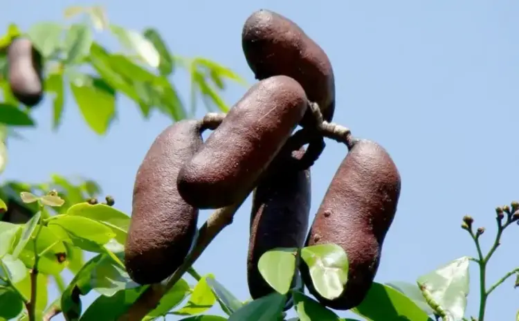 Mateiros celebra o 1º Festival do Jatobá, valorizando cultura e sabores do Cerrado