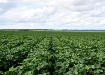 Plantio de algodão está autorizado no Tocantins com o encerramento do vazio sanitário nesta sexta, 21