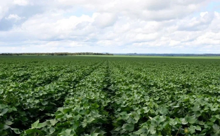 Plantio de algodão está autorizado no Tocantins com o encerramento do vazio sanitário nesta sexta, 21