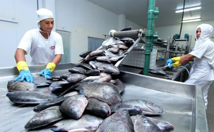 Tocantins registra a 2ª menor taxa de desemprego do Norte e alcança melhor índice em 12 anos